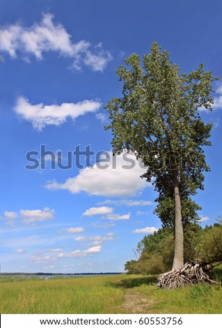 vertical landscape with a nice tree and some clouds