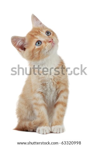 Cute domestic kitten looking up, white background