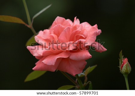 Dramatic Rose