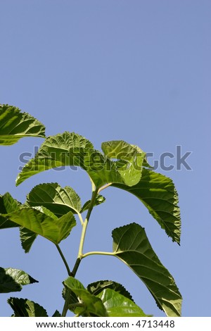 Mulberry+tree+leaf