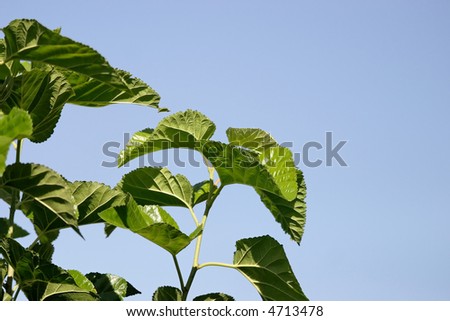 Mulberry+tree+leaves