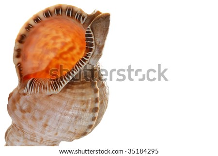 back lighted Sea shell with space for text on the right