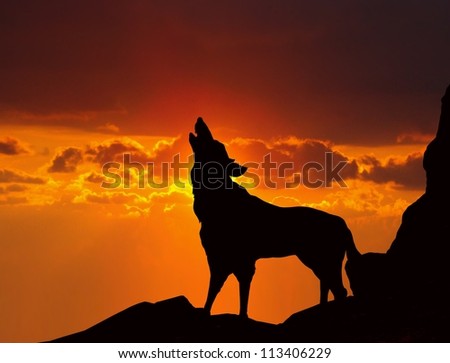 Wolf And Sunset