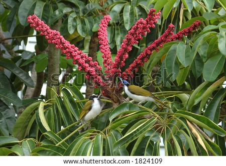 Birds feeding on umbrella tree fruit