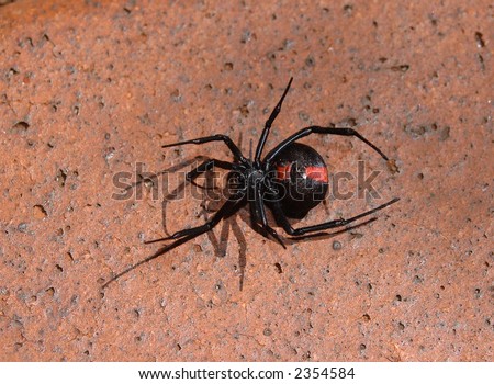 Relative of the Black Widow, the Redback spider