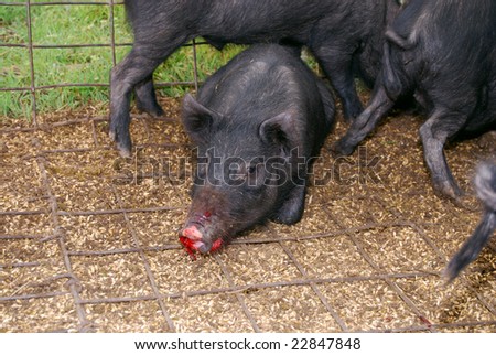 photo : Wild pig in a trap
