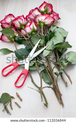 Roses cut with scissors