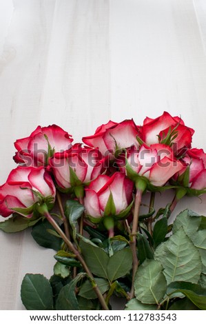 Pink roses with space for text or logo