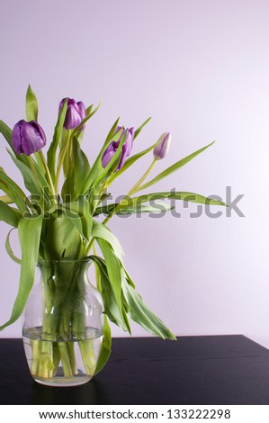 Interior design with lilac wall and purple tulip flower