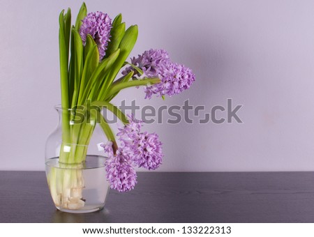 Interior design with lilac wall and purple hyacinth flower