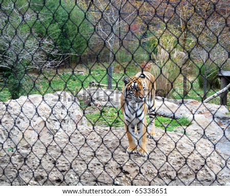 Lonely tiger behind the cage