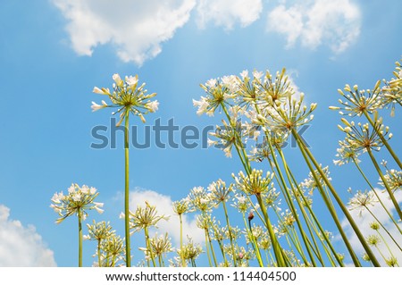 White lilies on blue sky in spring