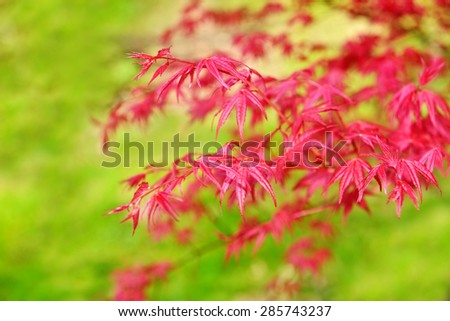 Acer palmatum growing as a little tree or a shrub plant is famous for vivid red color of leaves
