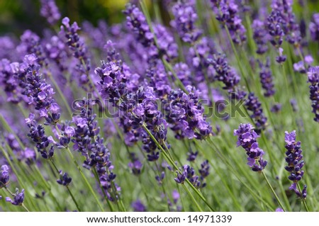 Field Violet