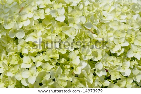 flowers of white-green hydrangea as natural flower background