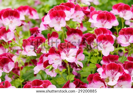 Pink Geranium Flower