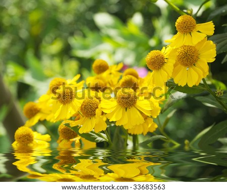 Yellow summer flowers above water