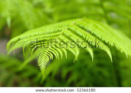Shallow dof image of big leaf of fern as natural background
