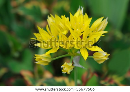 Golden Garlic flowers