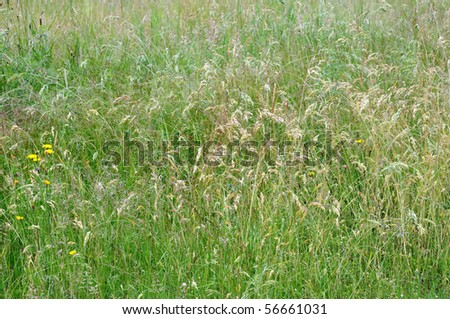 Summer field with different kinds of grass