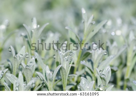 Little plants of white grass with drops of morning dew