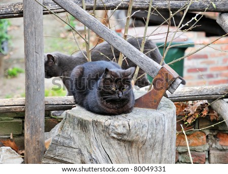 Gloomy scene from urban life - black cat with yellow eyes on piece of wood and axe beside