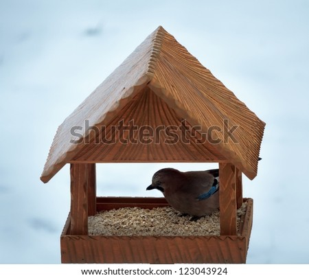eurasian jay in hand made animal  bird feeder