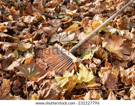 Old leaf rake lies in grassy lawn covered with fallen leaves