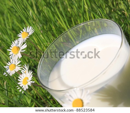 Close up of natural cow milk in glass outdoor on green grass with daisy flowers