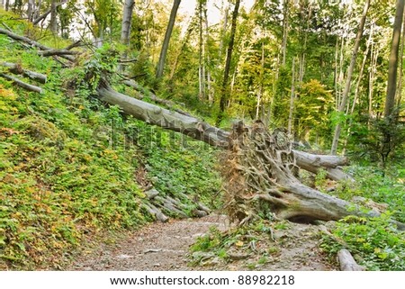 Fallen tree after hurricane storm in forest, autumn 2011, National Park, Poland