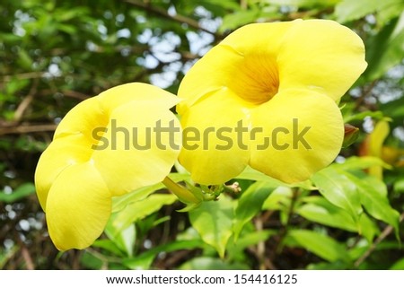 Allamanda ,Golden Trumpet flower