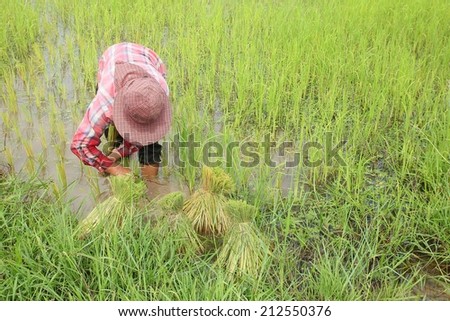Thai female farmer planting rice in rice field.