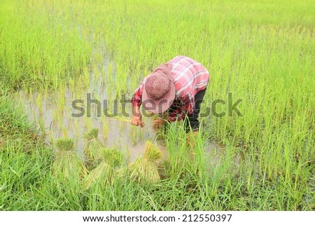 Thai female farmer planting rice in rice field.