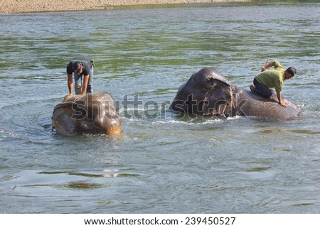 Kanchanaburi,Thailand - Dec 22: The mahouts are bathing the elephants on December 22, 2014 : the elephants are used to entertain tourists rather than for logging today.