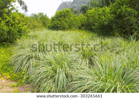 Lemon grass field