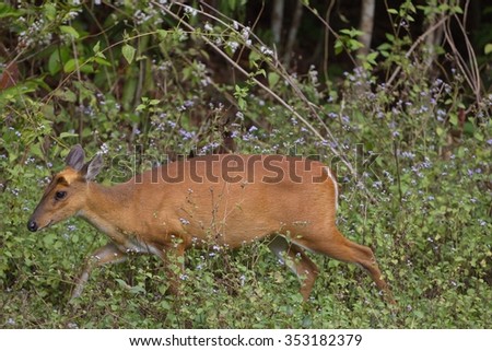 mouse  Deer with tongue and details in the jungle environment, deer, mouse, wild animal in nature