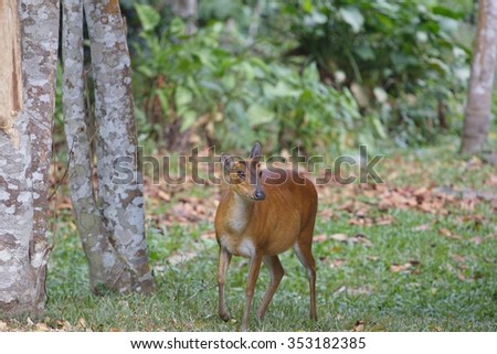mouse  Deer with tongue and details in the jungle environment, deer, mouse, wild animal in nature