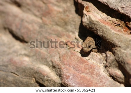 stock photo : frog is hiding under a rock