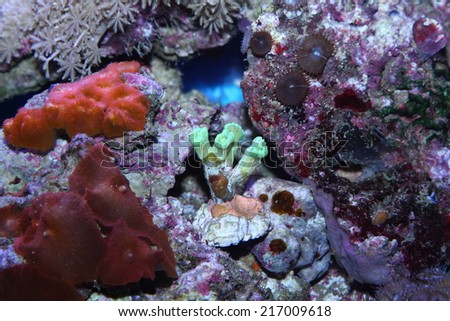 wonderful colorful coral that can be seen in the coral reef