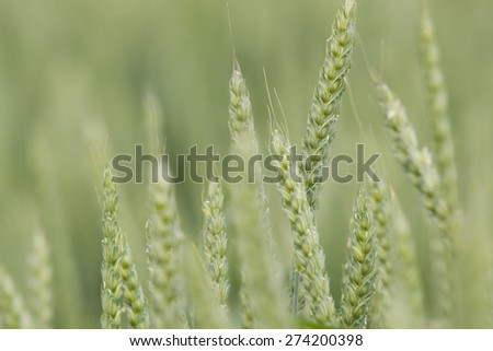 Close-up of wheat crops growing in farm