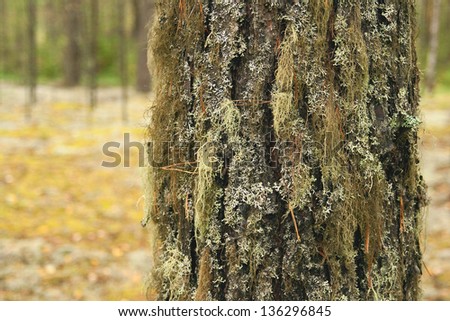 The trunk of pine, in a forest. Texture, background