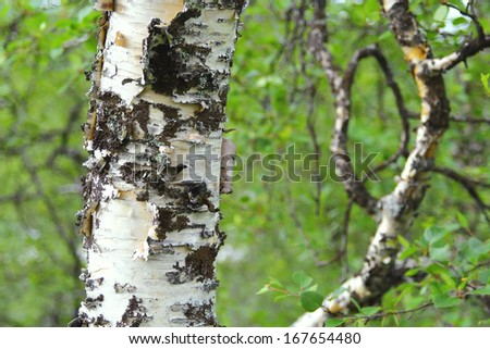 Birch trunk in a forest. Texture, background