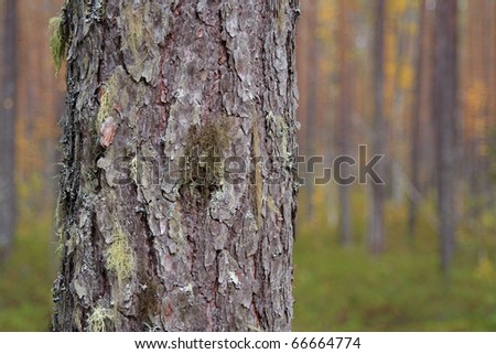 Pine trunk covered with moss in a pine forest. Texture, background