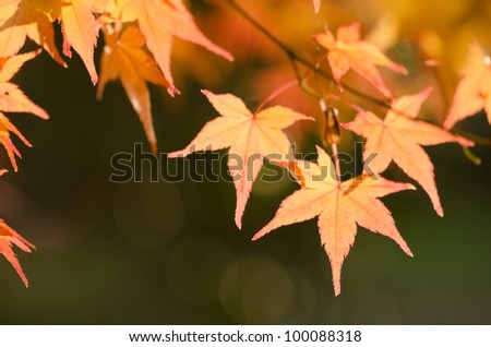 Red leaves of the japanese maple in autumn, foliage