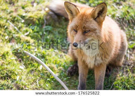Red fox, Vulpes vulpes sitting and looking towards the camera