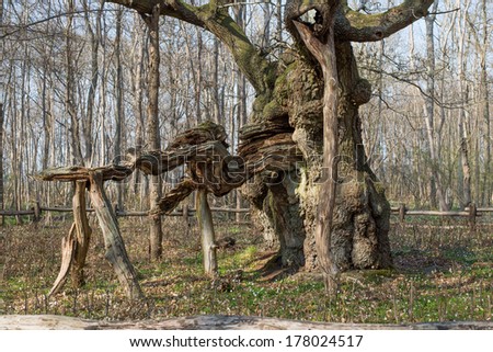 The kings oak tree, Kongeegen, a more then 1500 years old oak tree in Nordskov, Denmark in spring