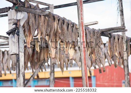 Greenland halibut drying on a wooden rack in Ilulissat