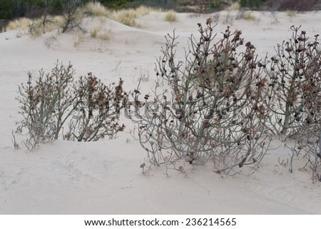 Trees covered by sand from a shifting sand dune
