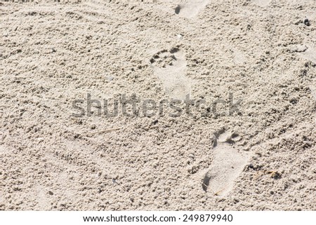 Footprints in sand on a sunny day