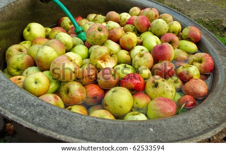 apples in water-bath to wash them before juice is produced. organic farming
